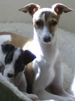 Pia & Lola, About Time Italian Greyhound Pups!